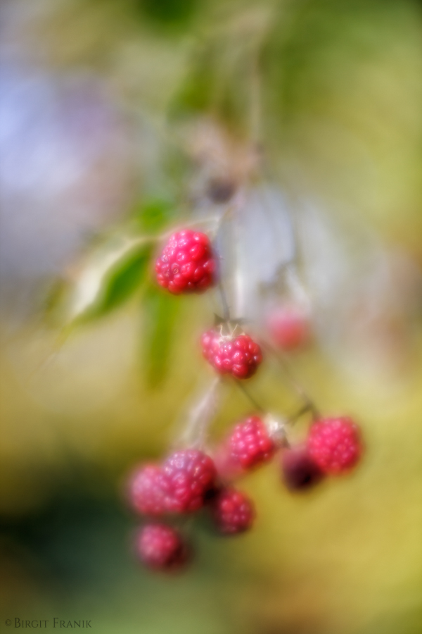 Autumn berry