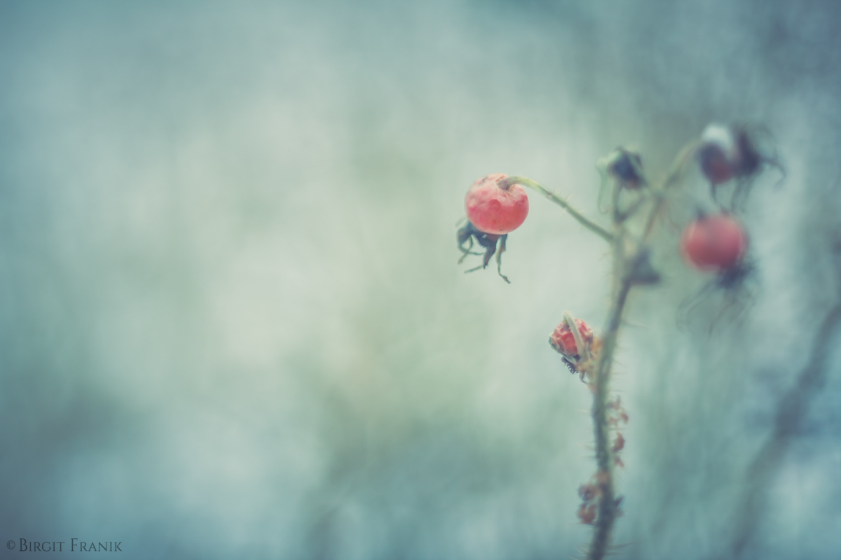 Wildrose