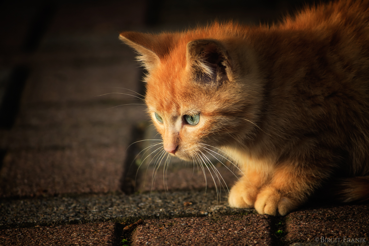 Garfield I