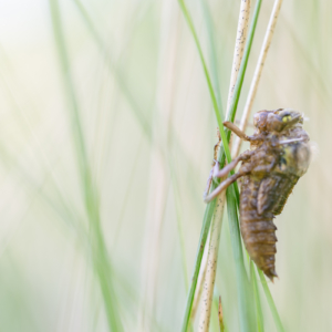 Schlupf einer Libelle I