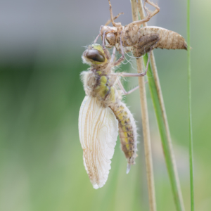 Schlupf einer Libelle IV