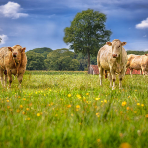 Kühe auf der Weide am Vardingholter Venn