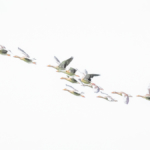 Flight of geese
